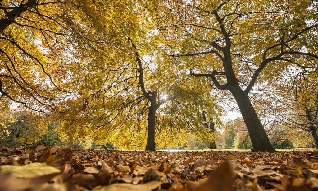 Zahnarzt Köln-Longerich ++ Dr. Sabine Langhans ++ Herbstferien